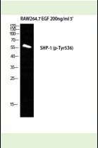 Anti-Phospho-SHP-1 (Tyr536) Polyclonal Antibody 2