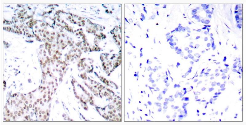 Anti-Phospho-STAT3 (Ser727) Polyclonal Antibody