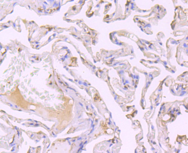 Anti-SRC-1 Antibody (5K128)