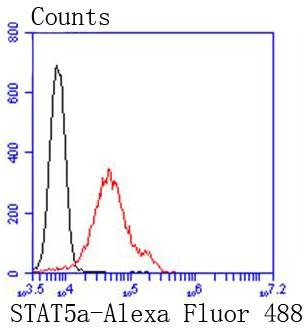 Anti-STAT5A Antibody (6E796)