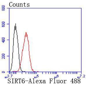 Anti-SIRT6 Antibody (6U297)