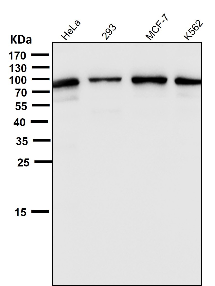 Anti-STAT1 Antibody (1H714)