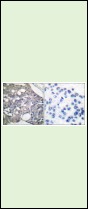 Anti-Phospho-SHP-1 (Tyr536) Polyclonal Antibody 2