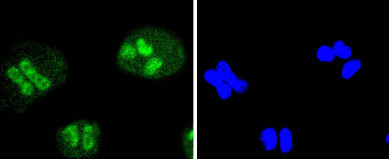 Anti-SIRT1 Antibody (1R605)