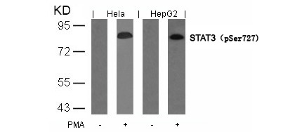 Anti-Phospho-STAT3 (Ser727) Polyclonal Antibody