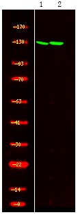 Anti-Phospho-SREBP-2 (Ser455) Polyclonal Antibody