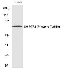 Anti-Phospho-PTPN11 (Tyr580) Polyclonal Antibody