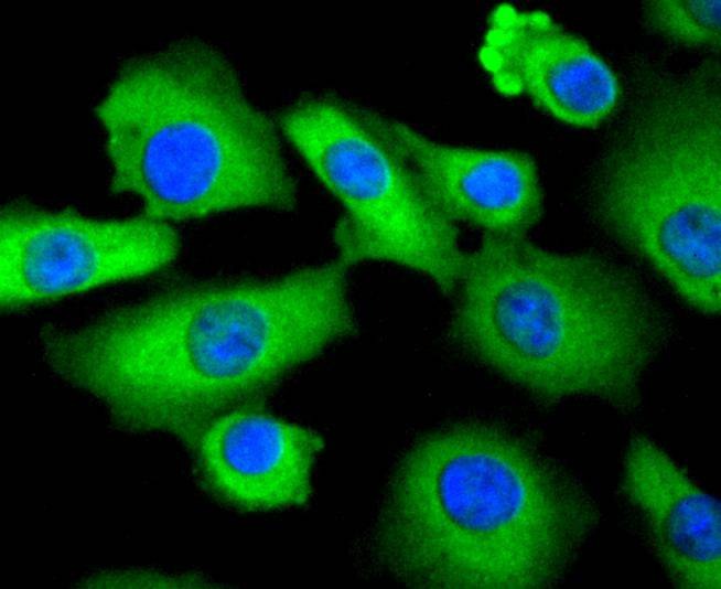 Anti-STAT3 Antibody (7C950)