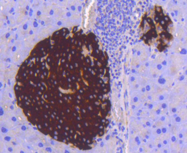 Anti-STAT3 Antibody (7C950)