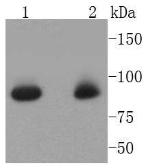 Anti-STAT5A Antibody (6E796)