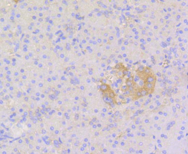 Anti-STAT3 Antibody (1Y299)