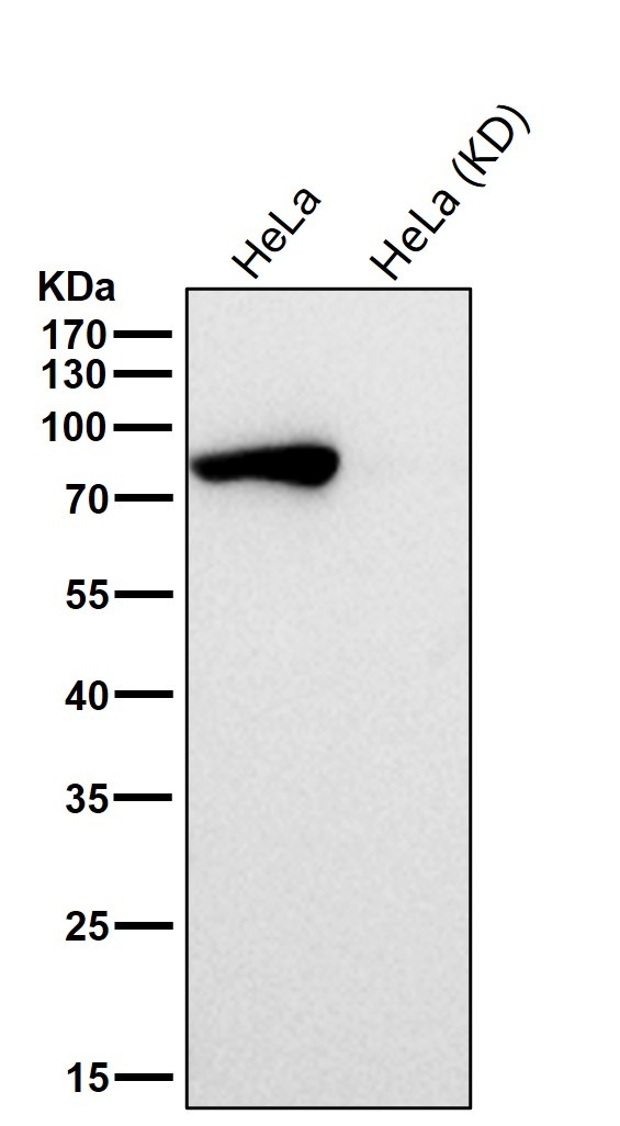 Anti-STAT1 Antibody (1H714)