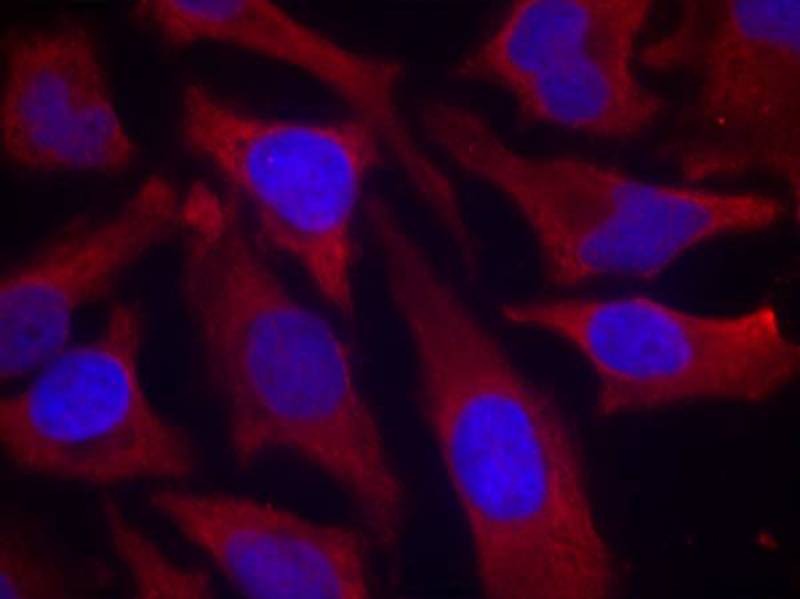 Anti-Phospho-Synapsin-1 (Ser9) Polyclonal Antibody