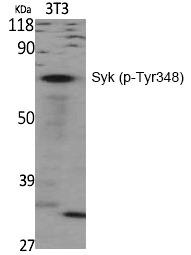 Anti-Phospho-Syk (Tyr348) Polyclonal Antibody
