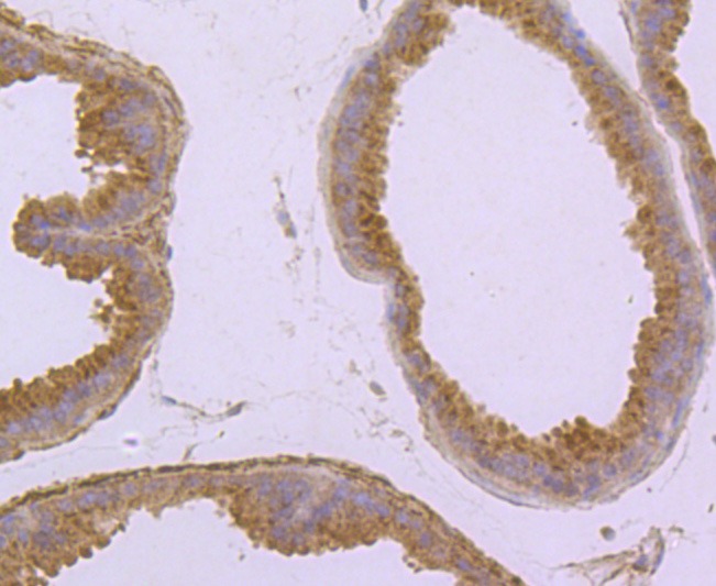 Anti-SDC1 Antibody (3T311)
