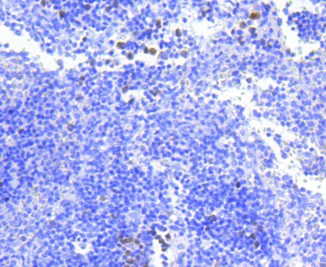 Anti-Survivin Antibody (2N702)