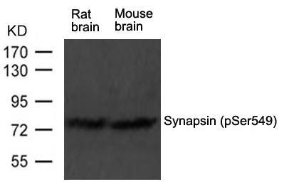 Anti-Phospho-Synapsin-1 (Ser549) Polyclonal Antibody
