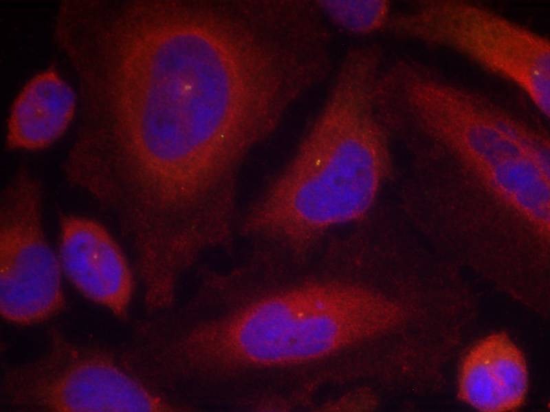Anti-Phospho-Synaptotagmin-1 (Ser309) Polyclonal Antibody