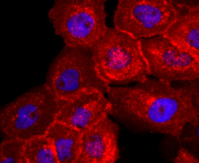 Anti-SDC1 Antibody (3T311)