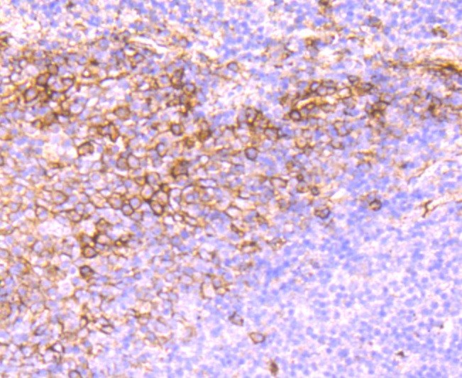 Anti-SDC1 Antibody (3T311)