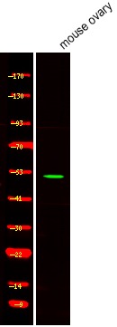 Anti-Phospho-NR5A1 (Ser203) Polyclonal Antibody