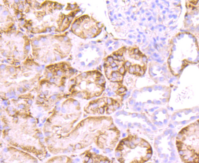 Anti-SDC1 Antibody (3T311)
