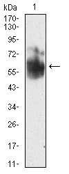 Anti-Shc Antibody (2E265)