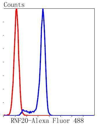 Anti-RNF20 Antibody (1Z606)
