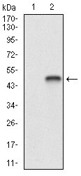 Anti-Shc Antibody (2E265)