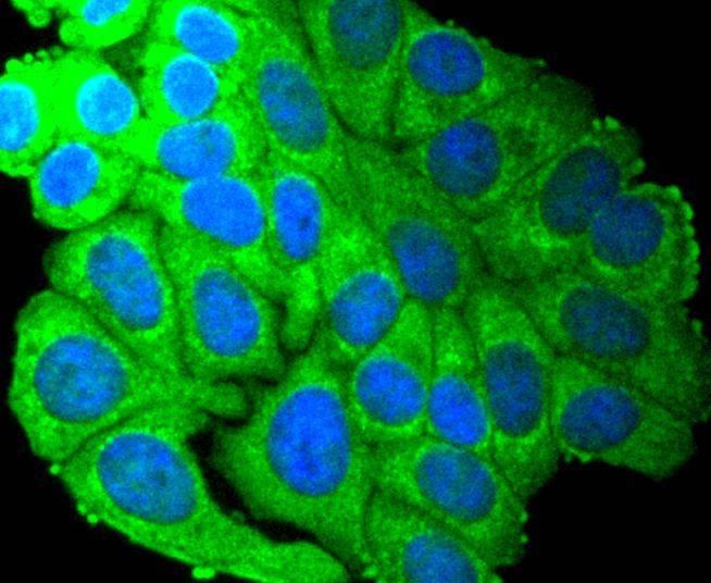 Anti-SCF Antibody (9H58)