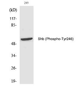 Anti-Phospho-Shb (Tyr246) Polyclonal Antibody