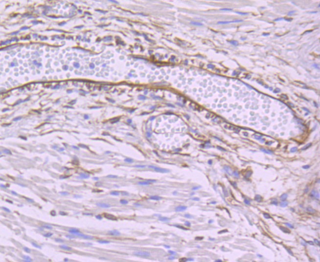Anti-SEC23 Antibody (4Q432)