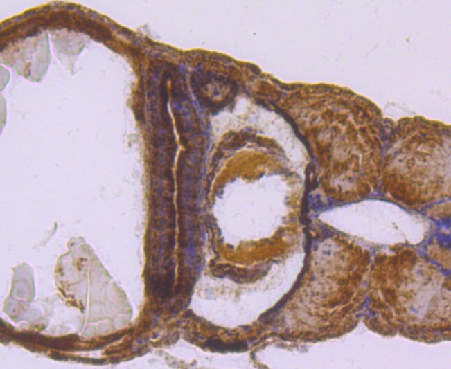 Anti-SDHA Antibody (3R603)
