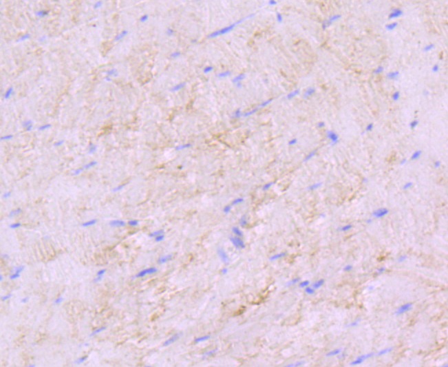 Anti-SDHA Antibody (3R603)