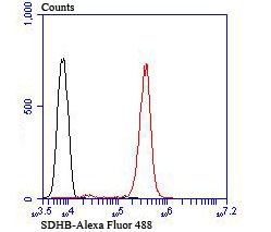 Anti-SDHB Antibody (3I144)
