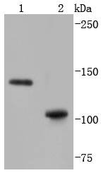 Anti-INPP5D Antibody (9H177)