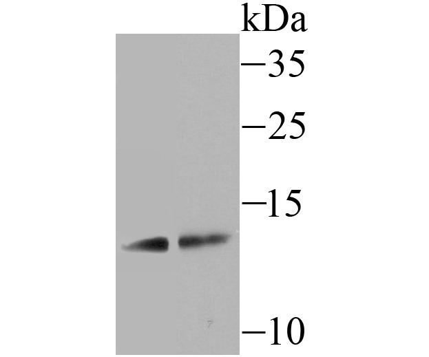 Anti-Uteroglobin Antibody (7Q840)