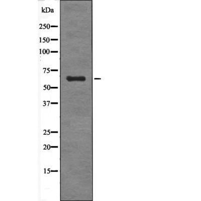 Anti-Phospho-SGO1 (Ser14) Polyclonal Antibody