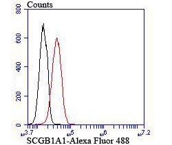 Anti-Uteroglobin Antibody (7Q840)