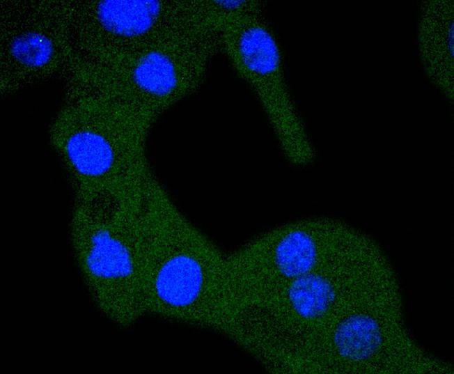 Anti-RPS20 Antibody (7Y810)