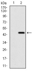 Anti-RING1 Antibody (1C89)