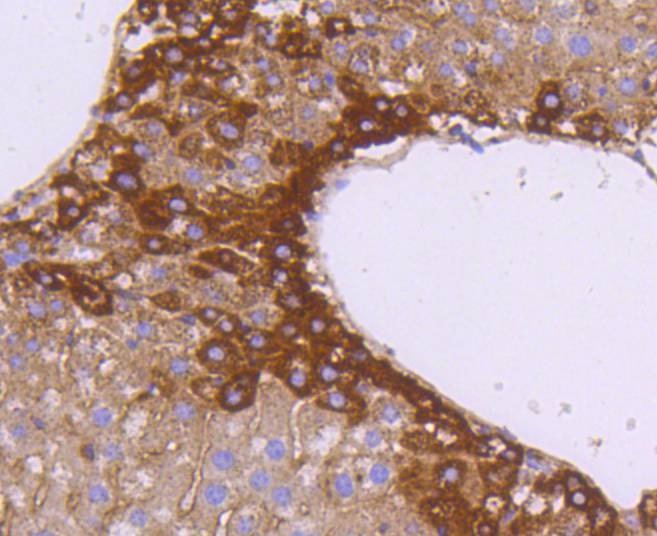 Anti-SGK1 Antibody (8M491)