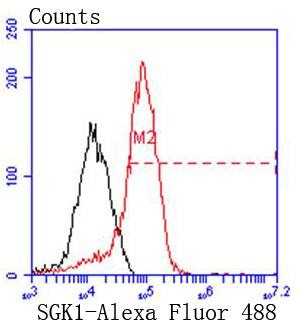 Anti-SGK1 Antibody (8M491)