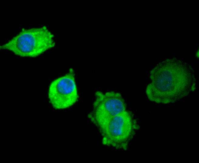 Anti-SCF Antibody (9H58)