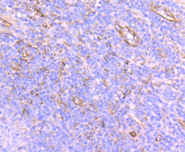 Anti-SEC23 Antibody (4Q432)