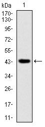 Anti-RING1 Antibody (1C89)