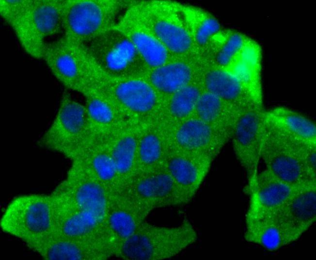 Anti-SDF-1/CXCL12 Antibody (6G646)