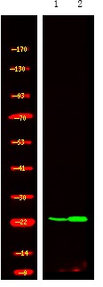 Anti-Phospho-R-Ras (Tyr66) Polyclonal Antibody