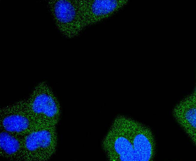 Anti-RPS20 Antibody (7Y810)