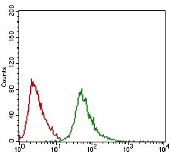 Anti-RING1 Antibody (1C89)